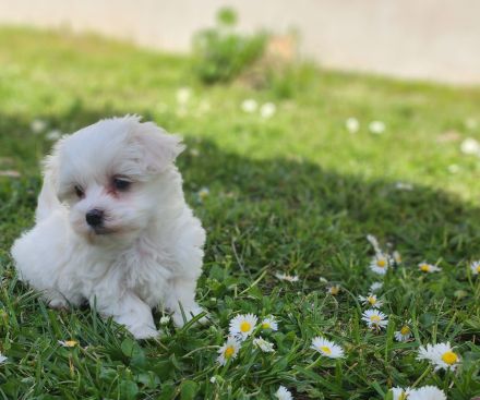 Mini Malteser Welpe