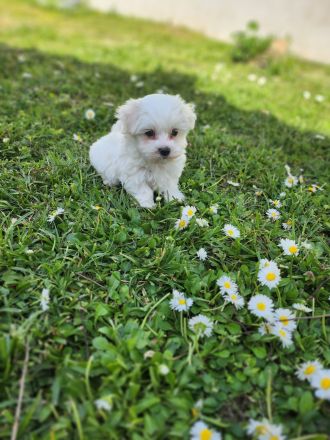 Mini Malteser Welpe