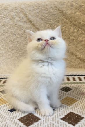 Britischkurzhaar kittrn babys