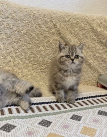 Britischkurzhaar kittrn babys
