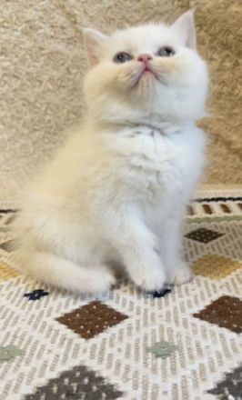 Britischkurzhaar kittrn babys