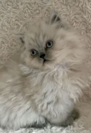 Britischkurzhaar kittrn babys