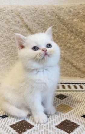 Britischkurzhaar kittrn babys