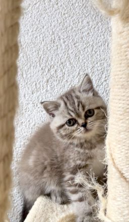 Britischkurzhaar kittrn babys