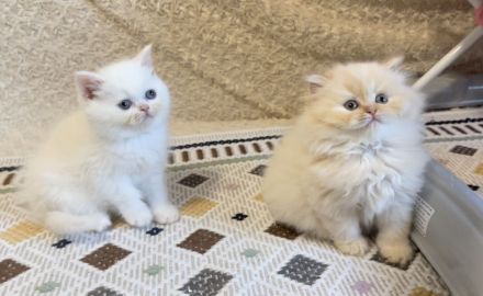 Britischkurzhaar kittrn babys