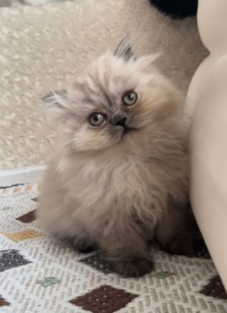 Britischkurzhaar kittrn babys