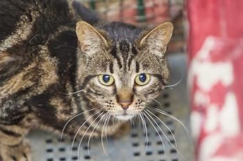 Ipanema, FIV positiv