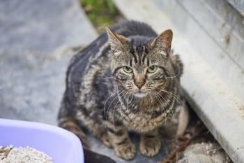 Ipanema, FIV positiv