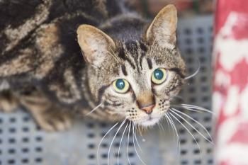 Ipanema, FIV positiv