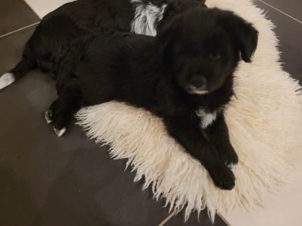 Unsere Welpen Suchen Ein neues Zuhause