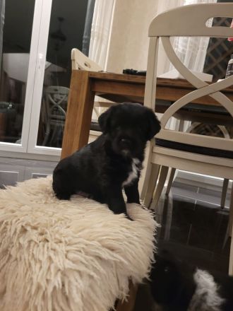 Unsere Welpen Suchen Ein neues Zuhause