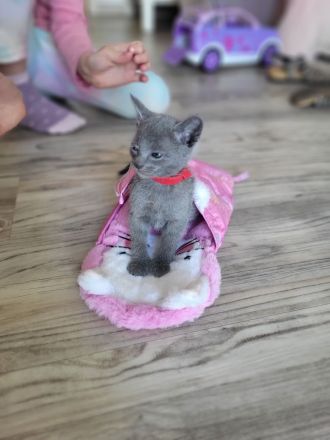 Russisch blau  Katze