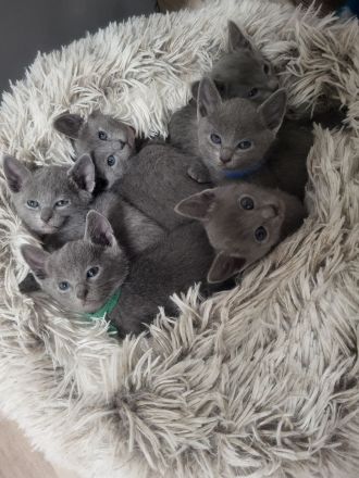 Russisch blau  Katze