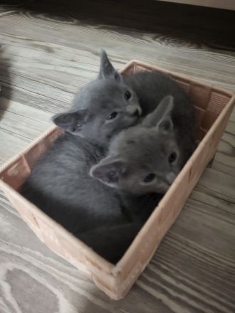 Russisch blau  Katze