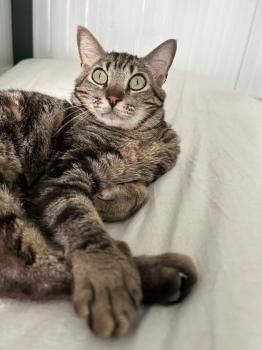 Pon,  Katzenerfahrung von Vorteil