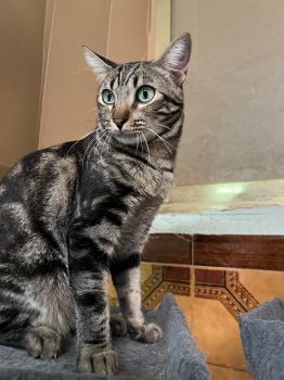 Pon,  Katzenerfahrung von Vorteil