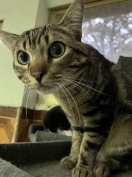 Pon,  Katzenerfahrung von Vorteil