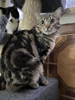 Pon,  Katzenerfahrung von Vorteil