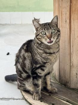 Pon,  Katzenerfahrung von Vorteil