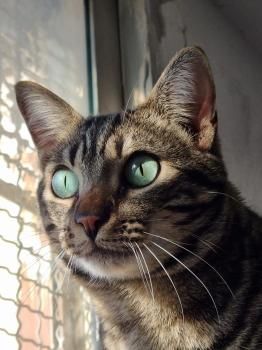 Pon,  Katzenerfahrung von Vorteil