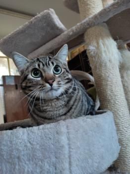 Pon,  Katzenerfahrung von Vorteil