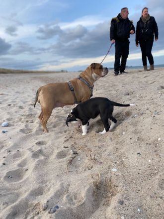 Old Englisch Bulldogge/ xxl American Bulldogge