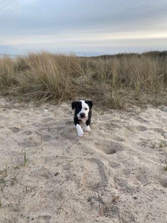 Old Englisch Bulldogge/ xxl American Bulldogge
