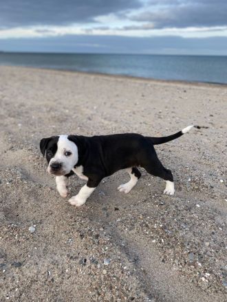 Old Englisch Bulldogge/ xxl American Bulldogge
