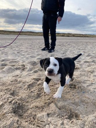 Old Englisch Bulldogge/ xxl American Bulldogge