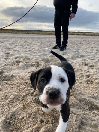 Old Englisch Bulldogge/ xxl American Bulldogge