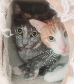 Tara und Daichi, schüchtern und FeLV positiv