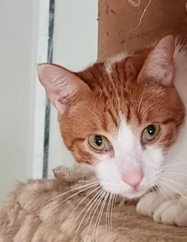 Tara und Daichi, schüchtern und FeLV positiv