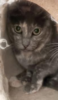 Tara und Daichi, schüchtern und FeLV positiv