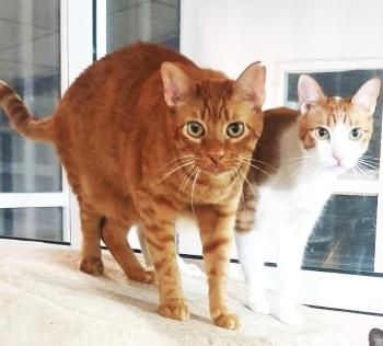 Tara und Daichi, schüchtern und FeLV positiv