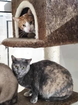 Tara und Daichi, schüchtern und FeLV positiv