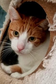 Tara und Daichi, schüchtern und FeLV positiv