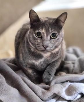 Tara und Daichi, schüchtern und FeLV positiv