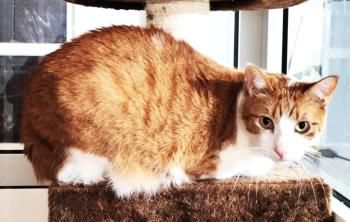 Tara und Daichi, schüchtern und FeLV positiv