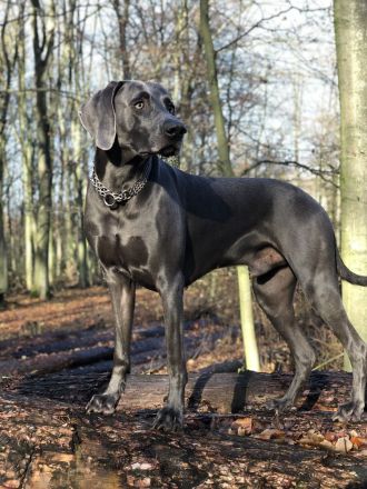 Weimaraner-Welpen aus qualifizierter Liebhaberzucht, Championsverpaarung