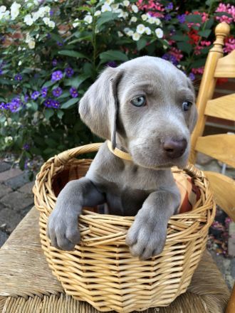Weimaraner-Welpen aus qualifizierter Liebhaberzucht, Championsverpaarung