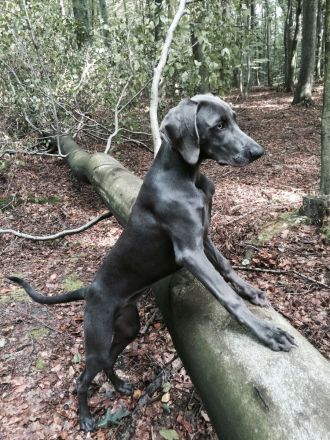 Weimaraner-Welpen aus qualifizierter Liebhaberzucht, Championsverpaarung