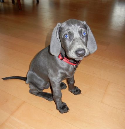 Weimaraner-Welpen aus qualifizierter Liebhaberzucht, Championsverpaarung