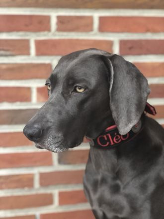 Weimaraner-Welpen aus qualifizierter Liebhaberzucht, Championsverpaarung