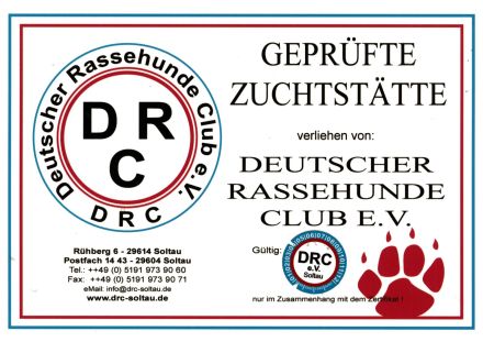 Weimaraner-Welpen aus qualifizierter Liebhaberzucht, Championsverpaarung