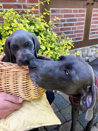 Weimaraner-Welpen aus qualifizierter Liebhaberzucht, Championsverpaarung