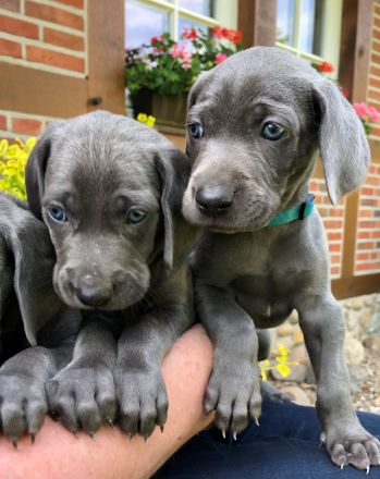 Weimaraner-Welpen aus qualifizierter Liebhaberzucht, Championsverpaarung