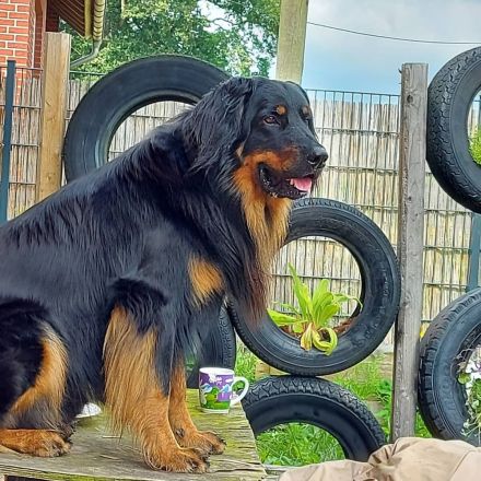 Hovawarte von der Metelener Heide