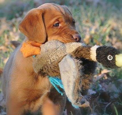 Traumhafte Labrador Retriever Welpen in FOXRED ab sofort abzugeben