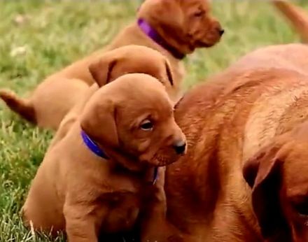 Traumhafte Labrador Retriever Welpen in FOXRED ab sofort abzugeben