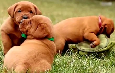 Traumhafte Labrador Retriever Welpen in FOXRED ab sofort abzugeben